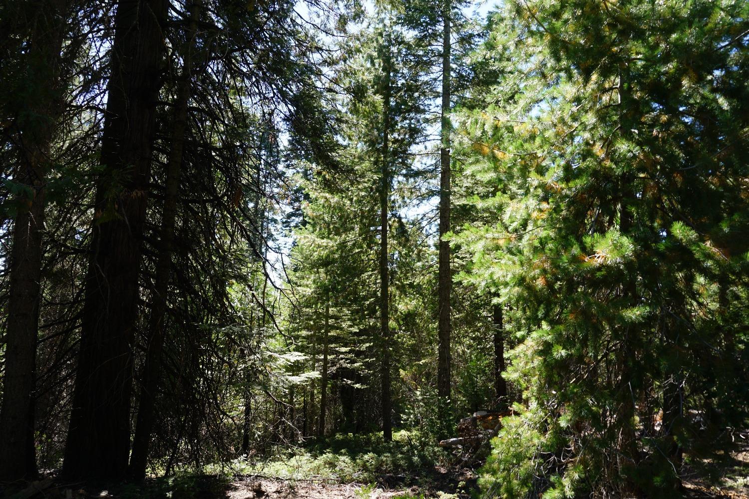 0 Providence Creek Road Shaver Lake, CA 93664 - Photo 16 of 31