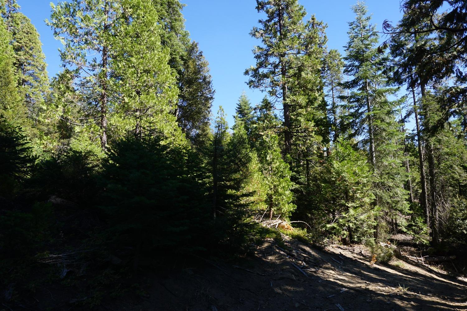 0 Providence Creek Road Shaver Lake, CA 93664 - Photo 17 of 31