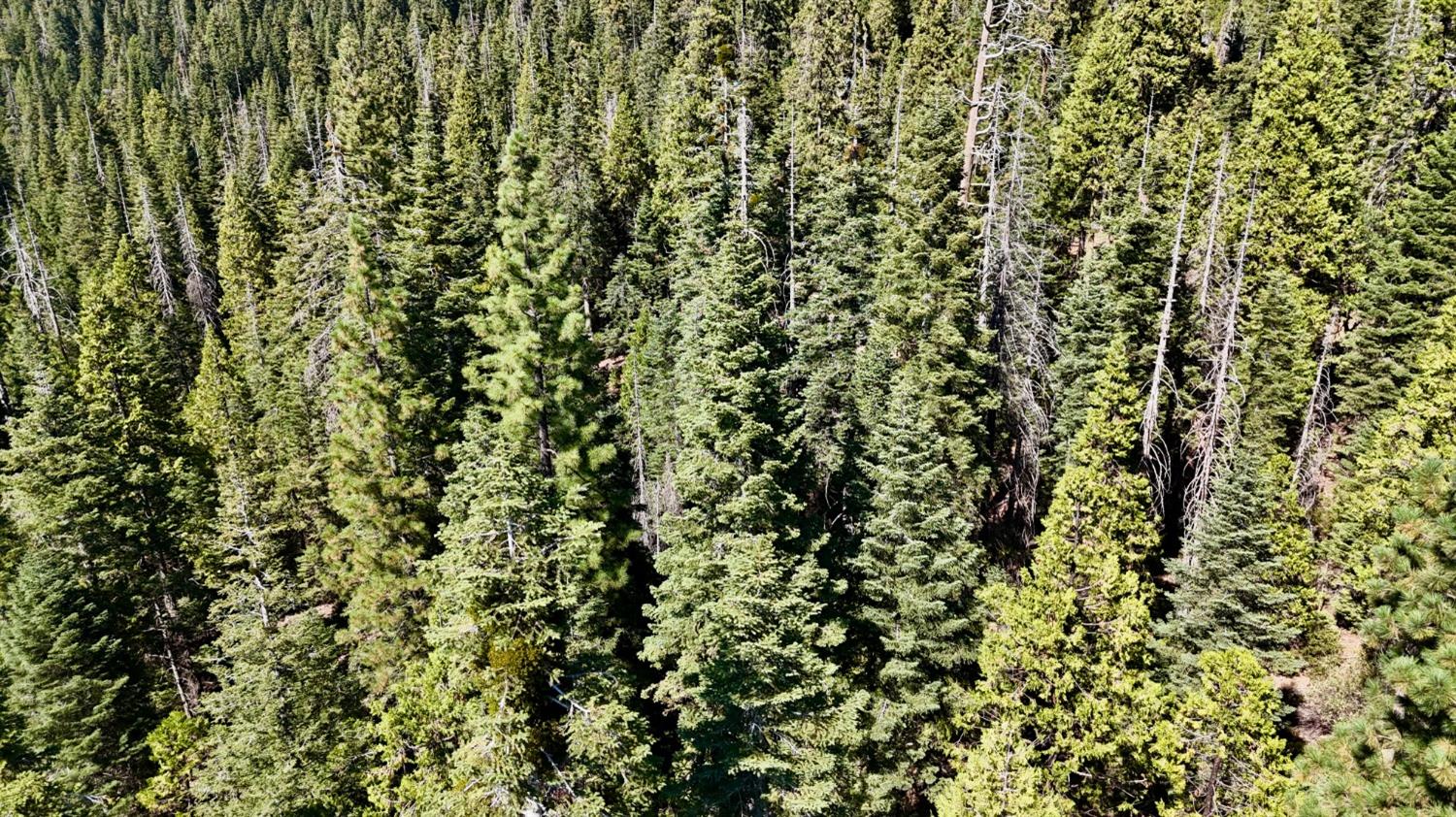 0 Providence Creek Road Shaver Lake, CA 93664 - Photo 29 of 31