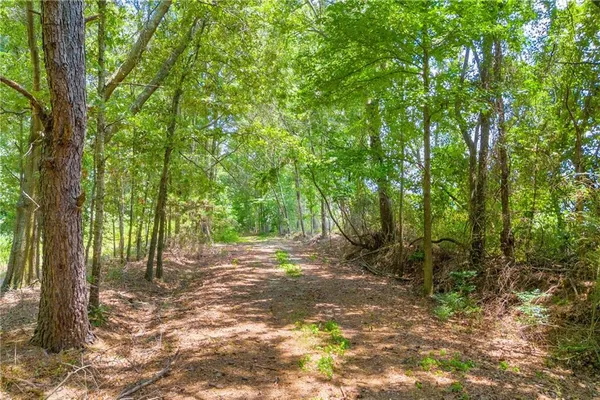 a view of a forest with trees