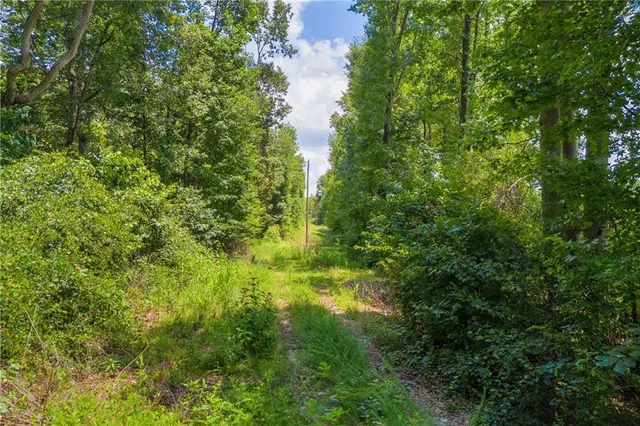 a view of a yard with plants and a tree