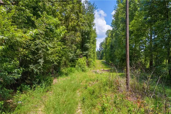 a view of a lush green forest