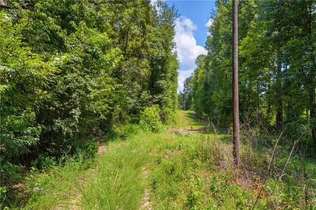 a view of a lush green forest