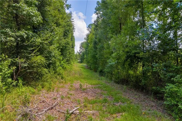 a view of a yard with plants and large trees