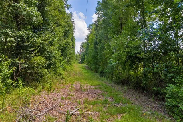 a view of a yard with plants and large trees