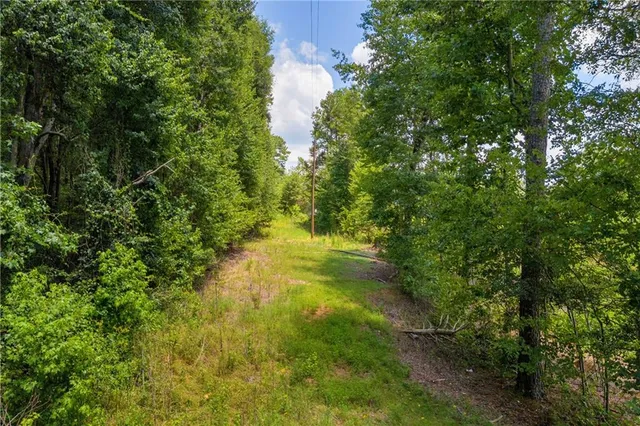 a view of a yard with plants and large trees