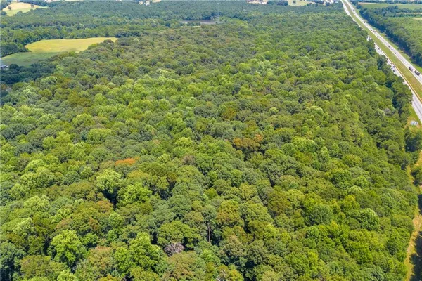 a view of a big yard with plants and large tree