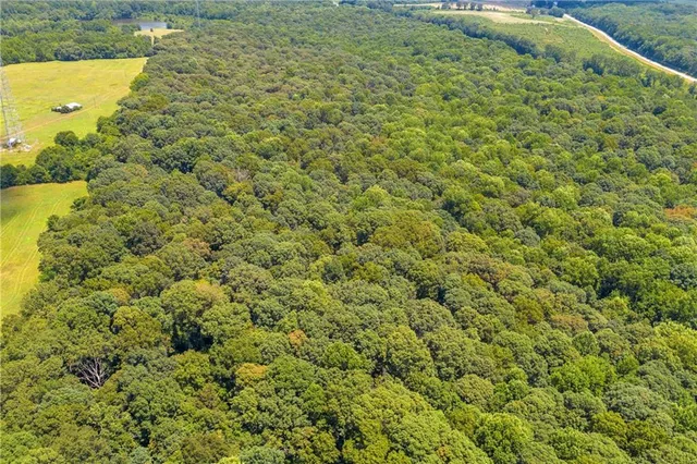 a view of a big yard with plants and large tree