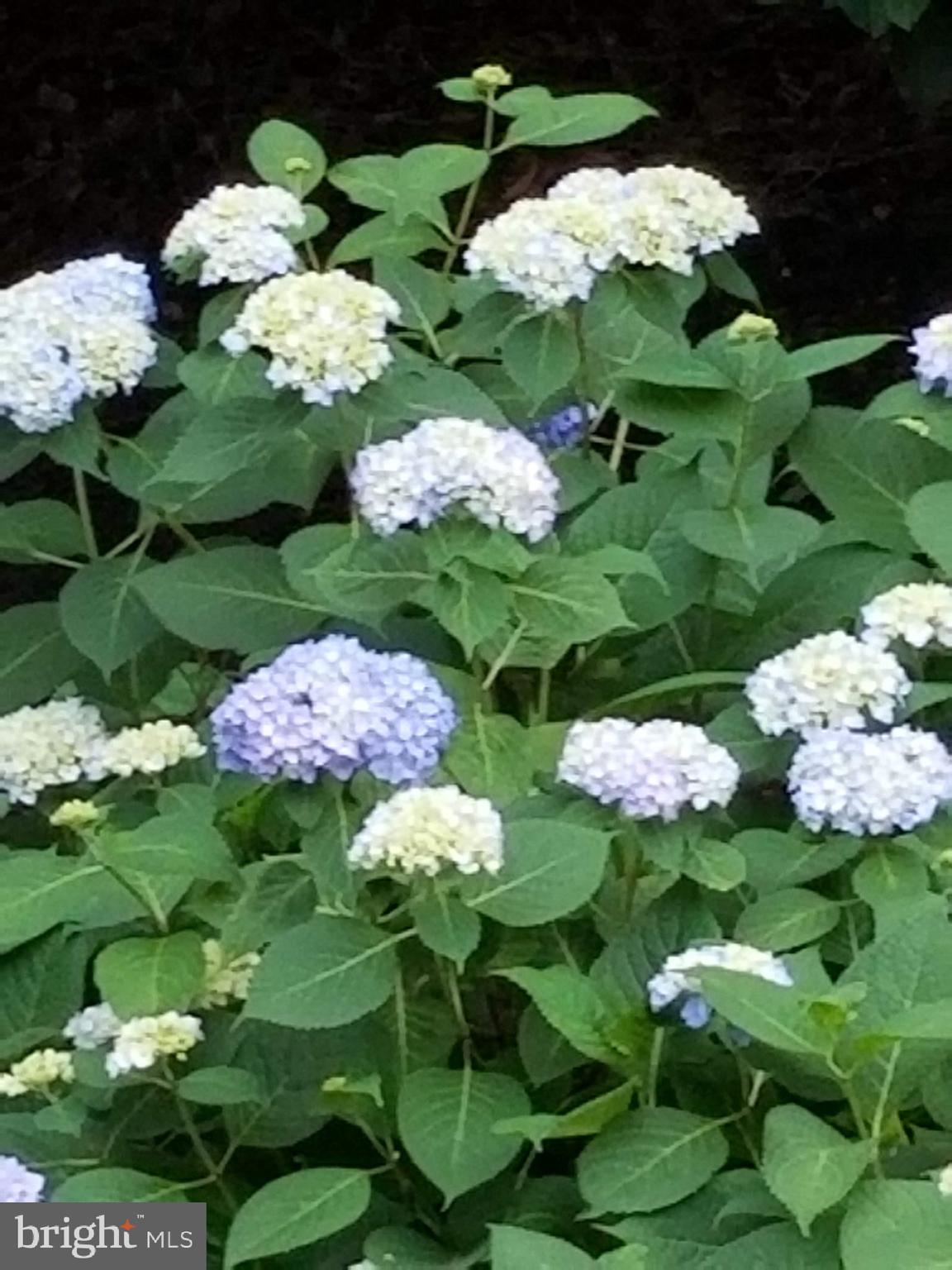 3227 Homewood Road Davidsonville, MD 21035 - Photo 6 of 17 Beautiful established perennials