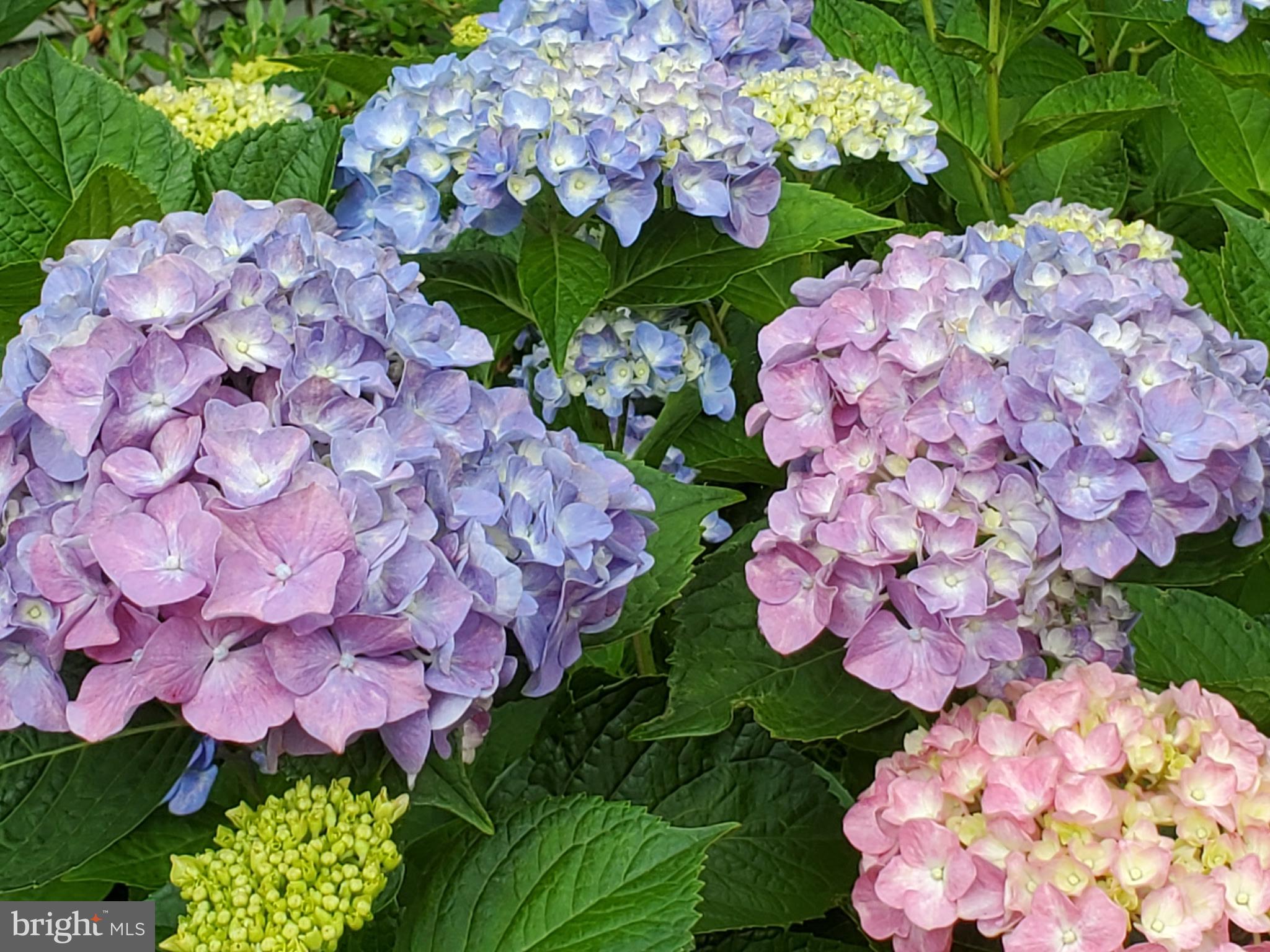 3227 Homewood Road Davidsonville, MD 21035 - Photo 7 of 17