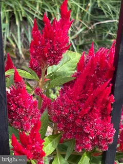 $837,000 | 817 4th Street Northeast, Washington, DC 20002