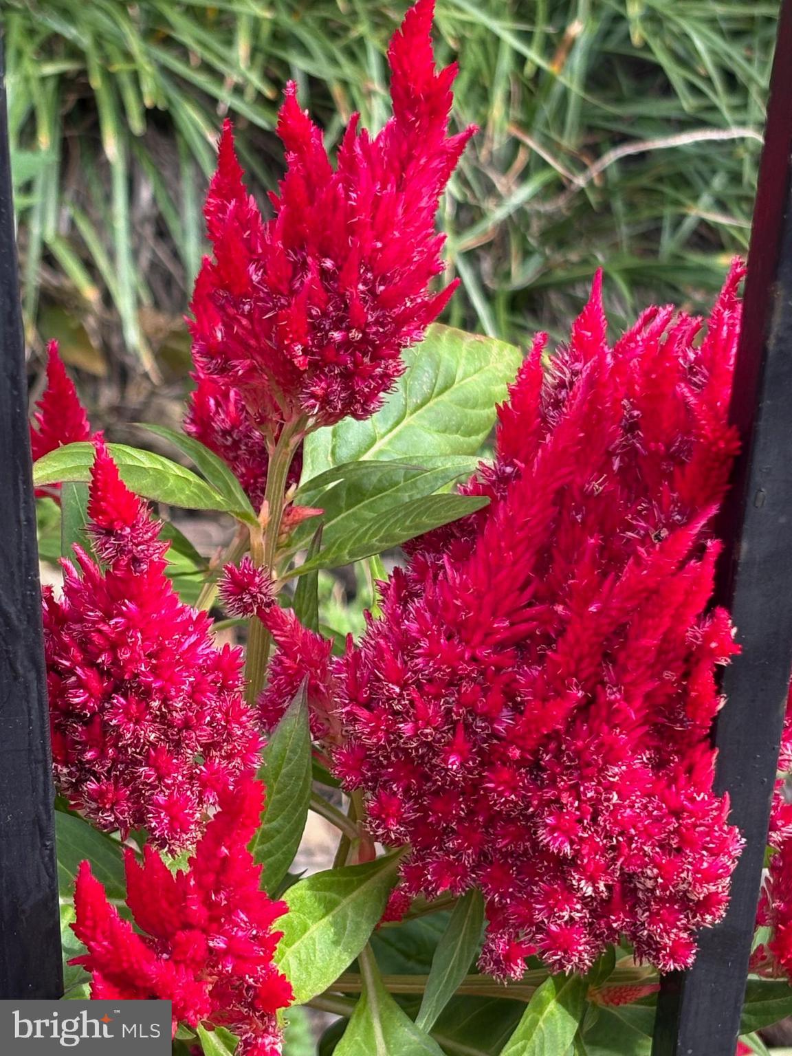 817 4th Street Northeast Washington, DC 20002 - Photo 24 of 24 FRONT YARD COLORS