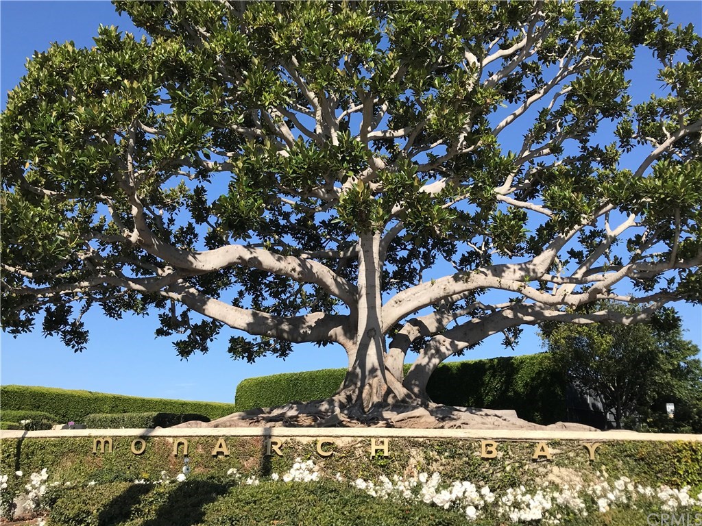 408 Monarch Bay Drive Dana Point, CA 92629 - Photo 41 of 42 a view of a tree is standing in between the yard
