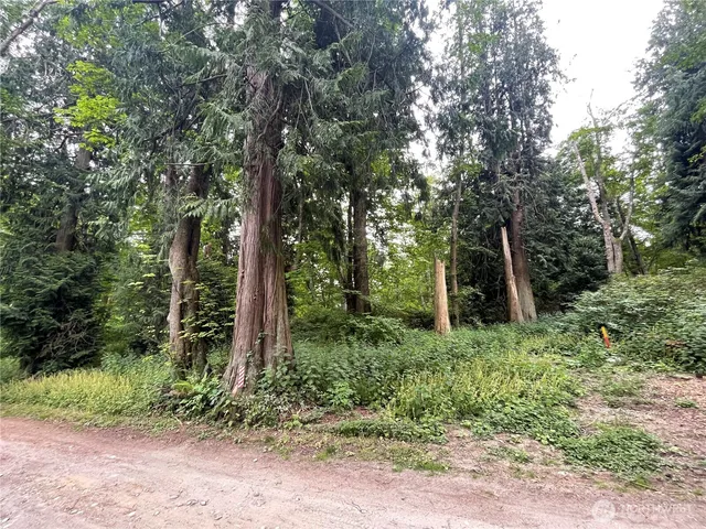 a green field with lots of trees