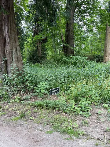 a view of a lush green forest