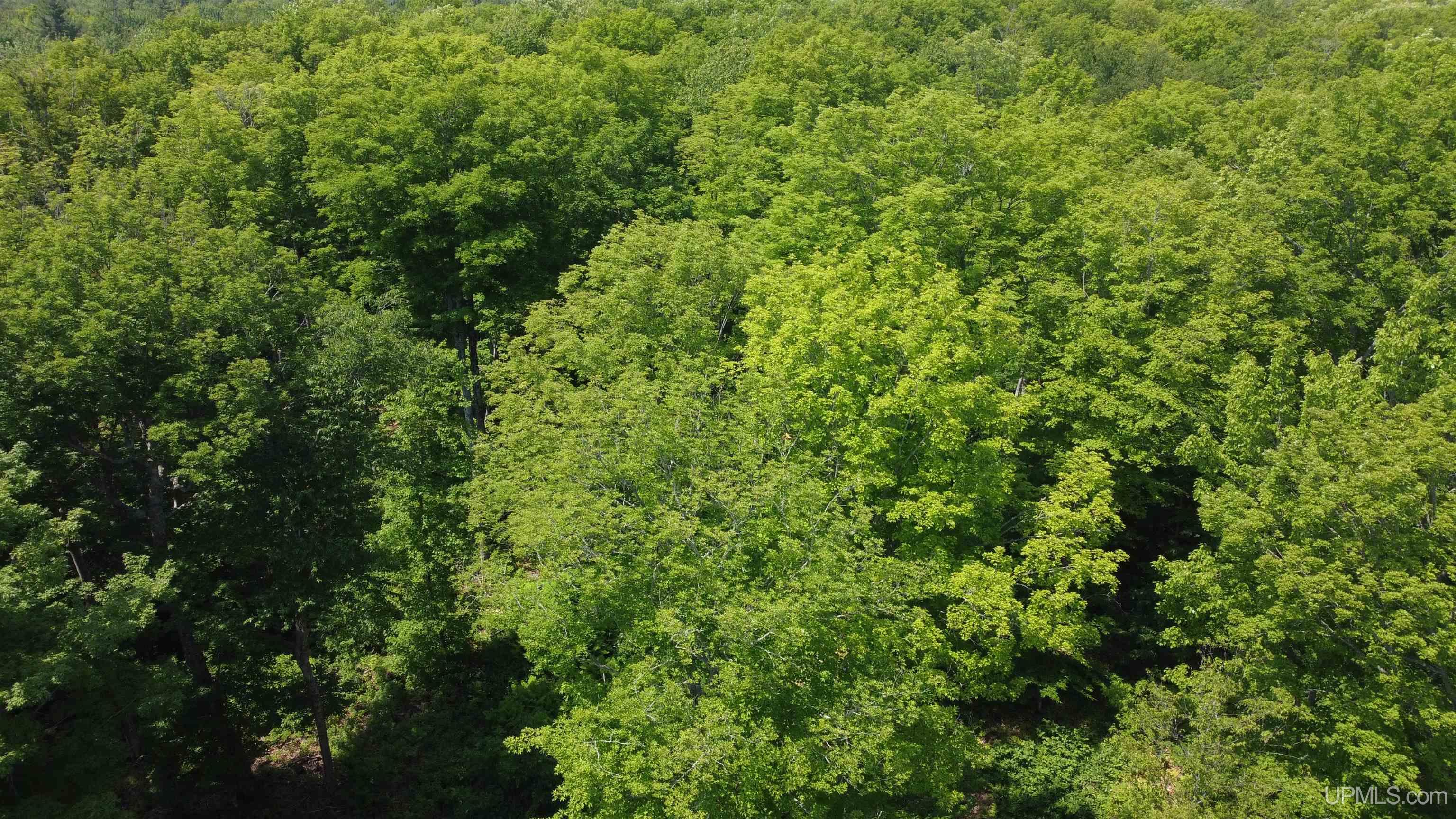 On East Shingleton Road Shingleton, MI 49884 - Photo 25 of 32
