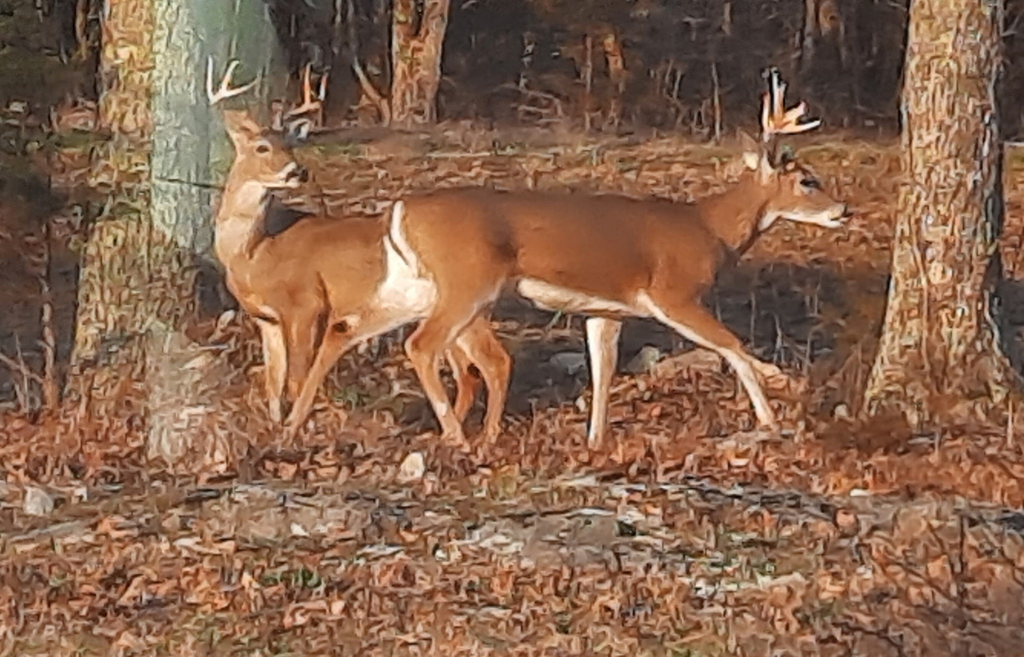 200 Hickory Ridge Lane Hartsville, TN 37074 - Photo 35 of 35