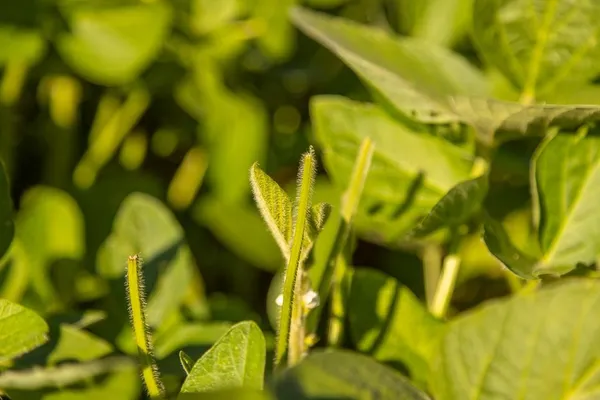 $945,000 | 630 Northwest Nw Road, Appleton City, MO 64724