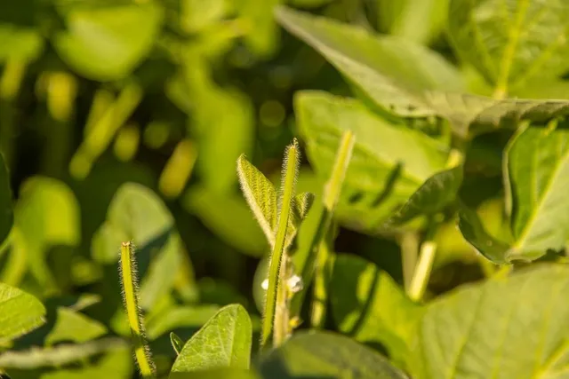 $945,000 | 630 Northwest Nw Road, Appleton City, MO 64724