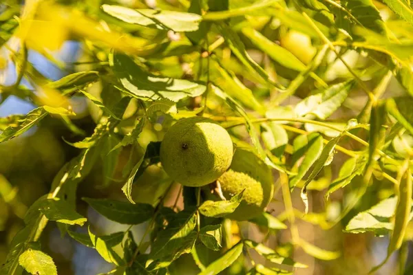 $945,000 | 630 Northwest Nw Road, Appleton City, MO 64724