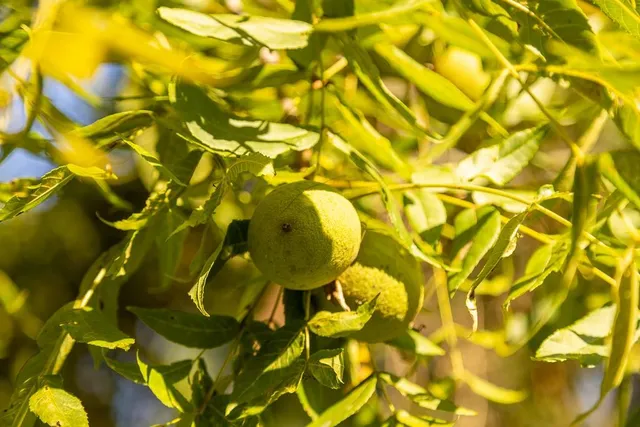 $945,000 | 630 Northwest Nw Road, Appleton City, MO 64724