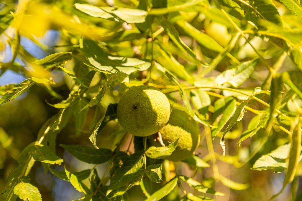 630 Northwest Nw Road Appleton City, MO 64724 - Photo 48 of 59