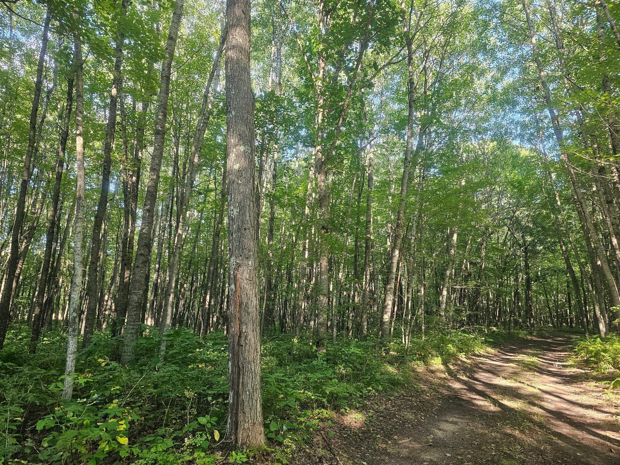 Lot 2 Ken Can Lane Webster, WI 54893 - Photo 5 of 9