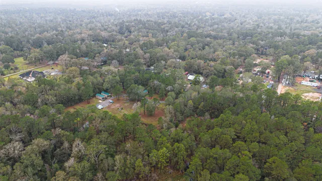 a view of a forest with a tree