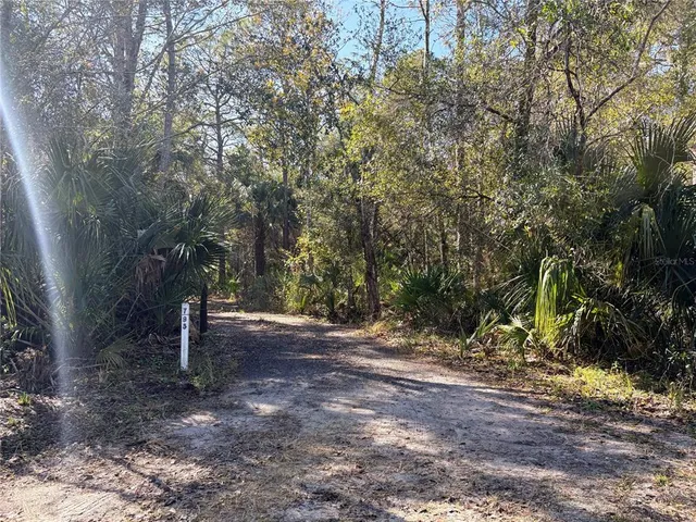 a view of a forest with trees