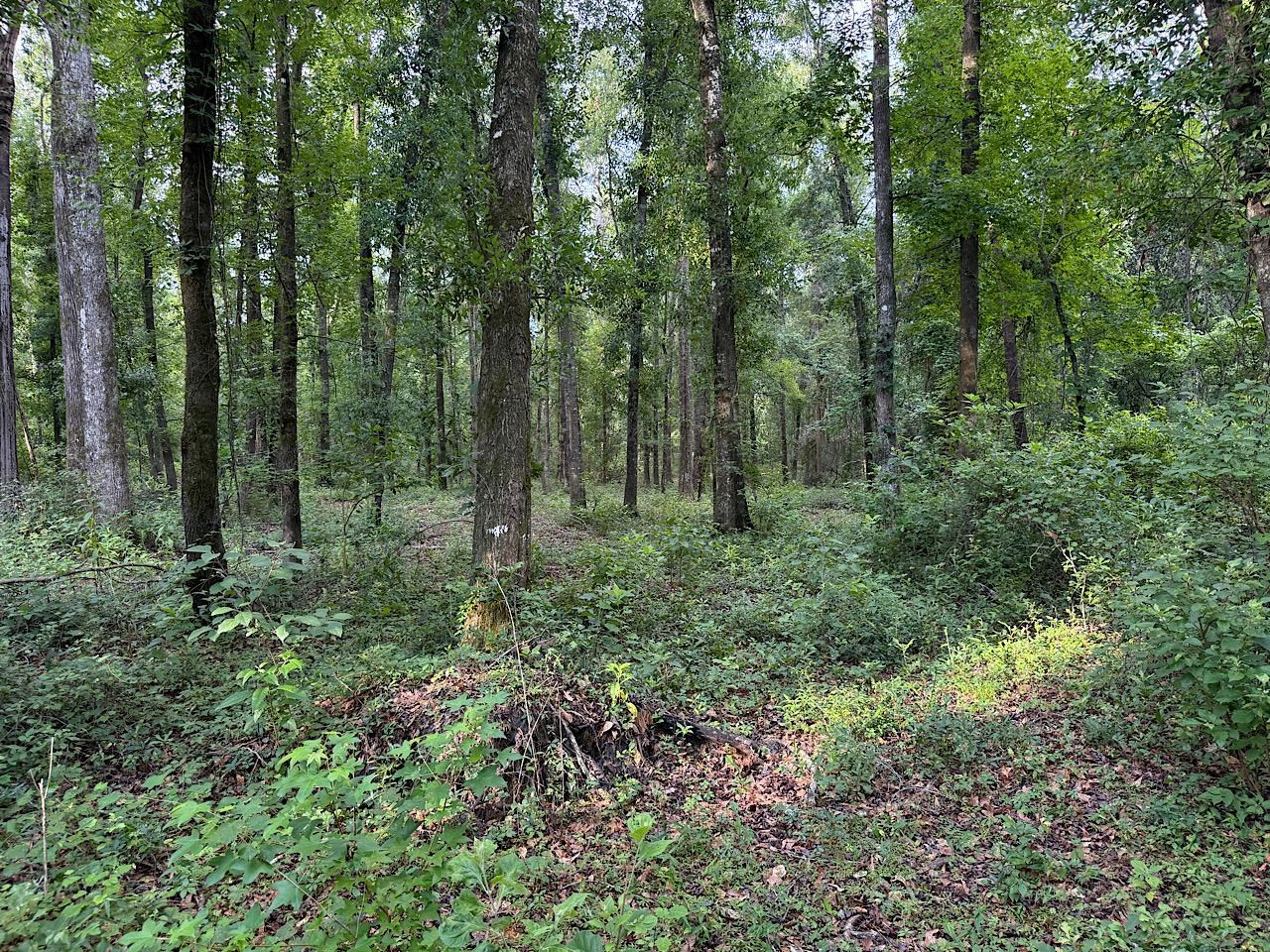 Vacant Northwest Vacant Nw Circle Road Madison, FL 32340 - Photo 5 of 18