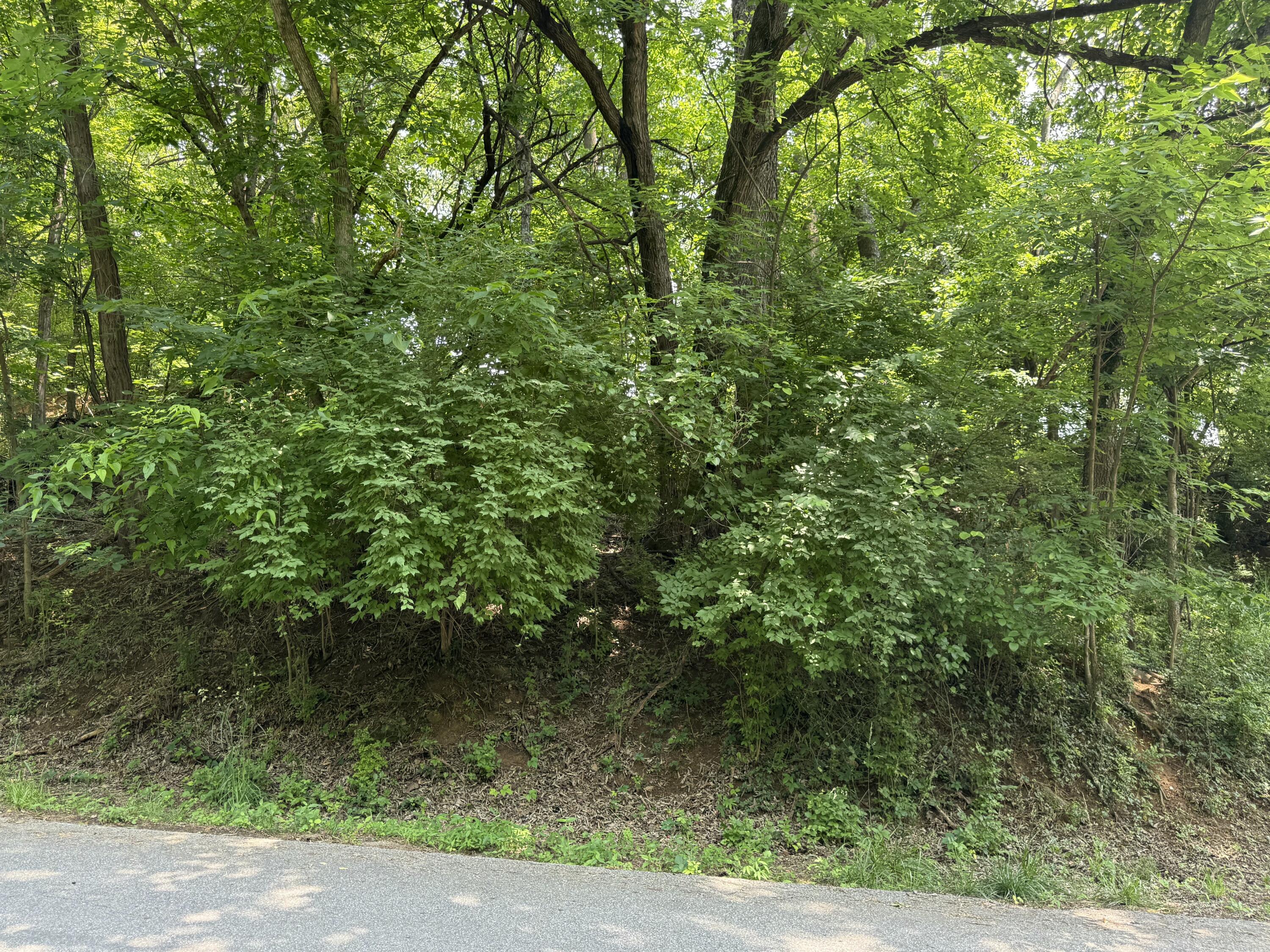 0 Chestnut Street Vinton, VA 24179 - Photo 2 of 5 a view of a forest