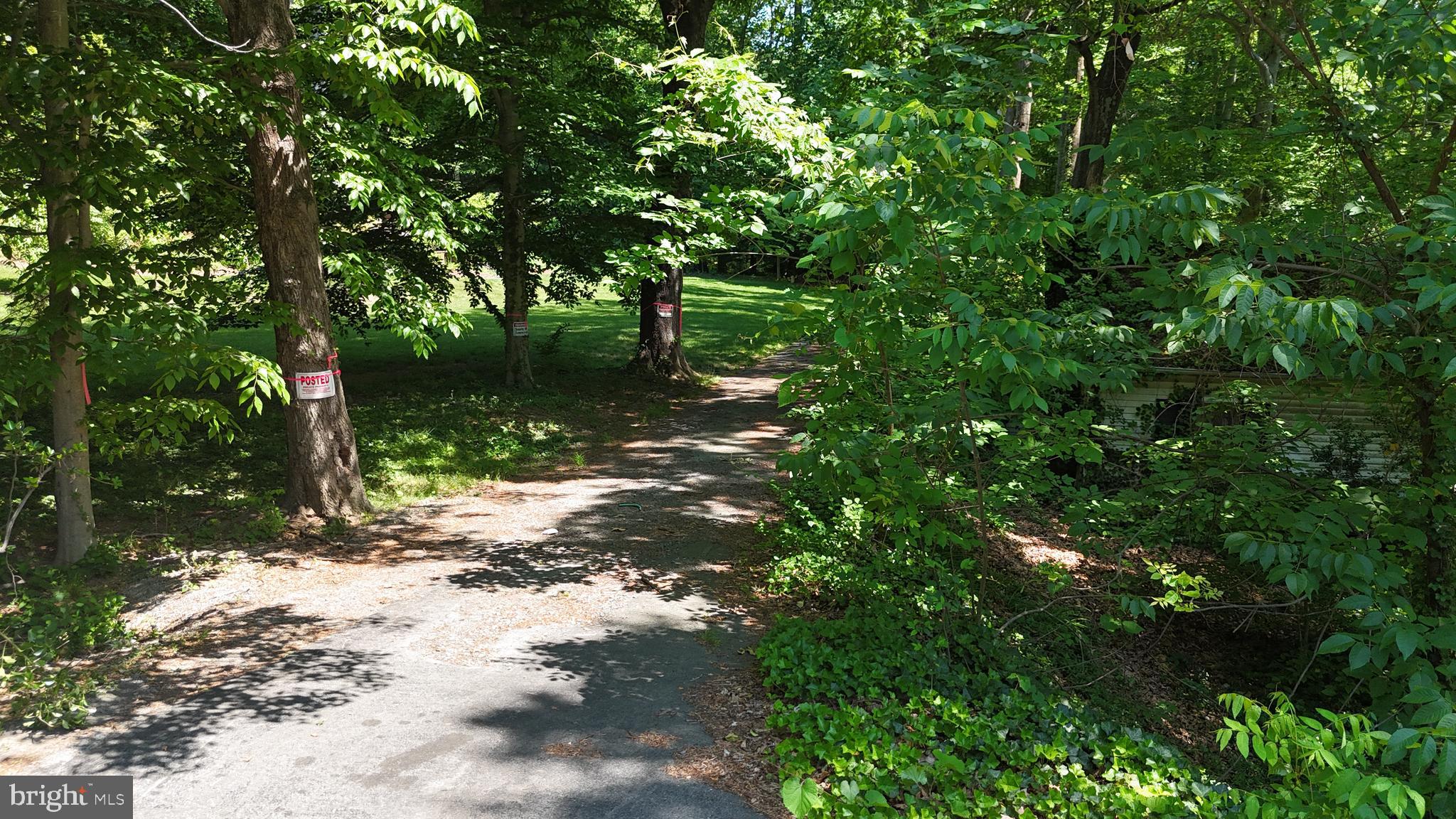 a view of a forest with trees