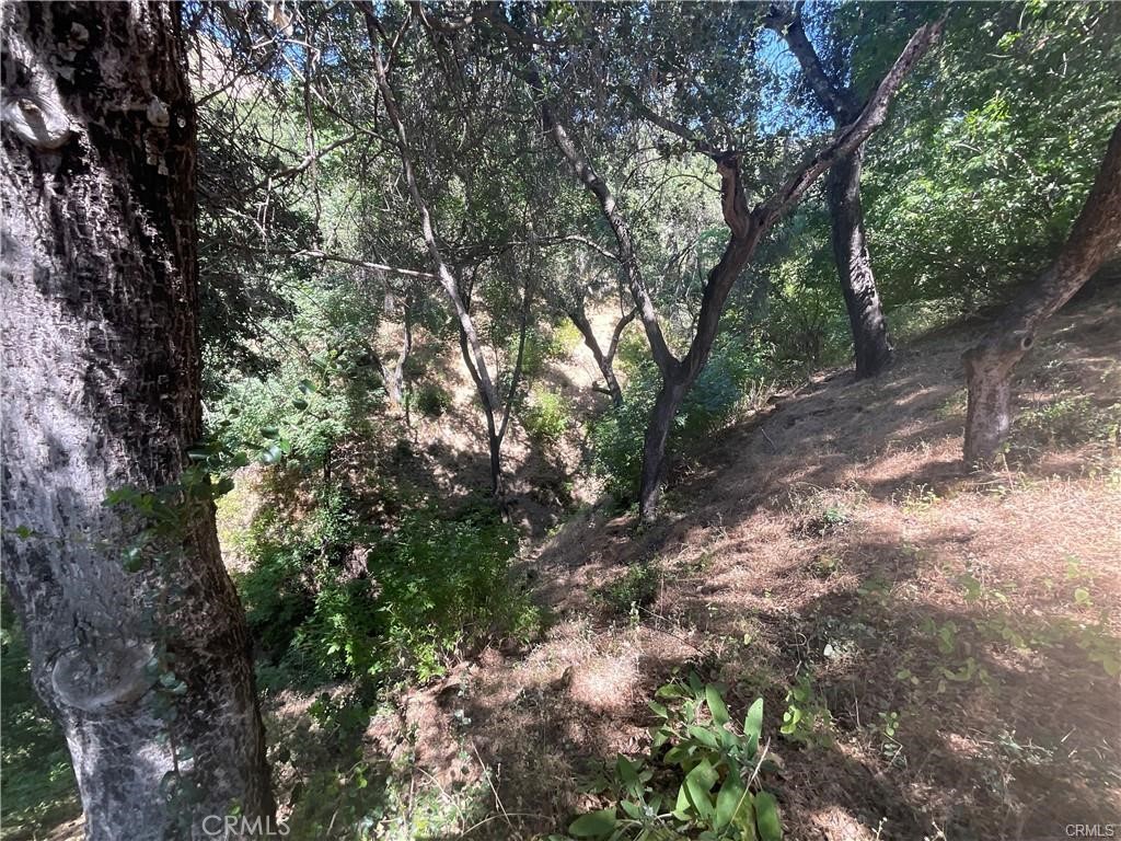 47199 Arroyo Seco Road Greenfield, CA 93927 - Photo 17 of 19 a view of a forest with lots of trees