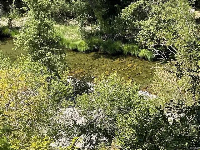 a view of a lush green forest