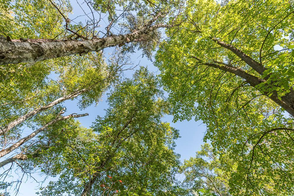 Tract D Tbd Tract D Tbd Little Pine Road Brainerd, MN 56401 - Photo 11 of 27