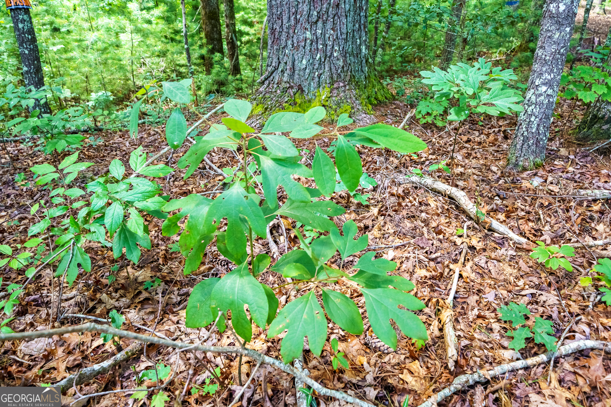 0 Higdon Creek Road Blue Ridge, GA 30513 - Photo 26 of 48 Gallery Image 26