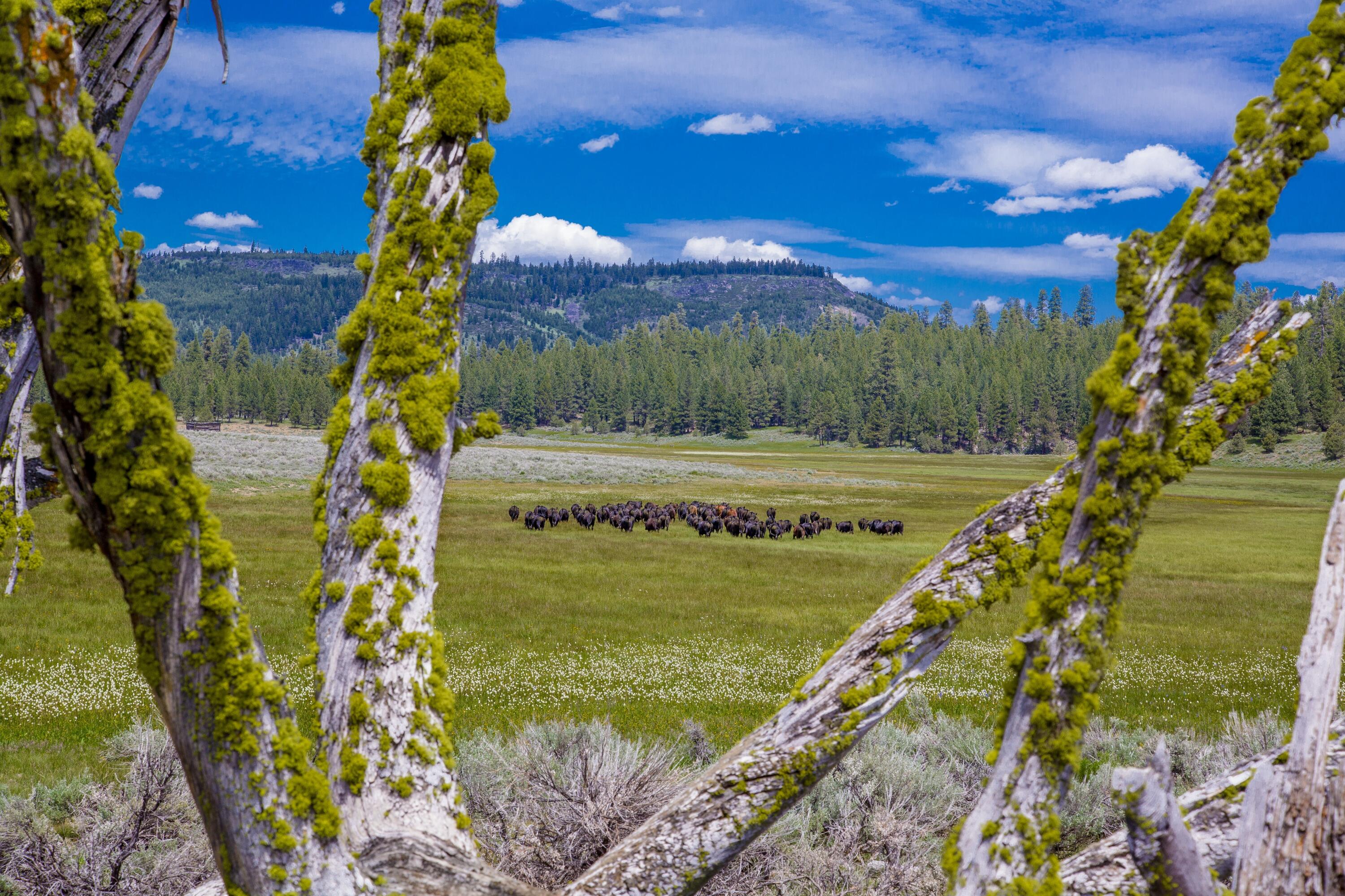 0 Fishhole Creek Road Bly, OR 97622 - Photo 21 of 38 cattle herd in mountain meadow oregon as