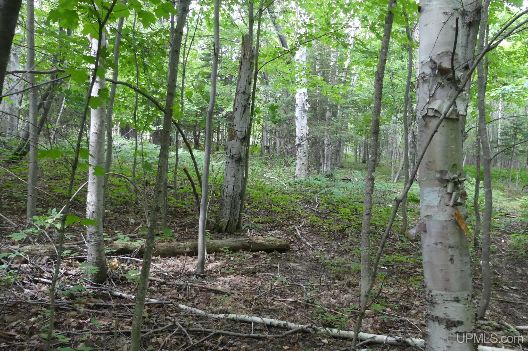 1 East Webb Road Grand Marais, MI 49839 - Photo 9 of 19 Gallery Image 9