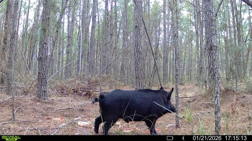 7291 Grey Hawk Road Millwood, GA 31552 - Photo 72 of 74