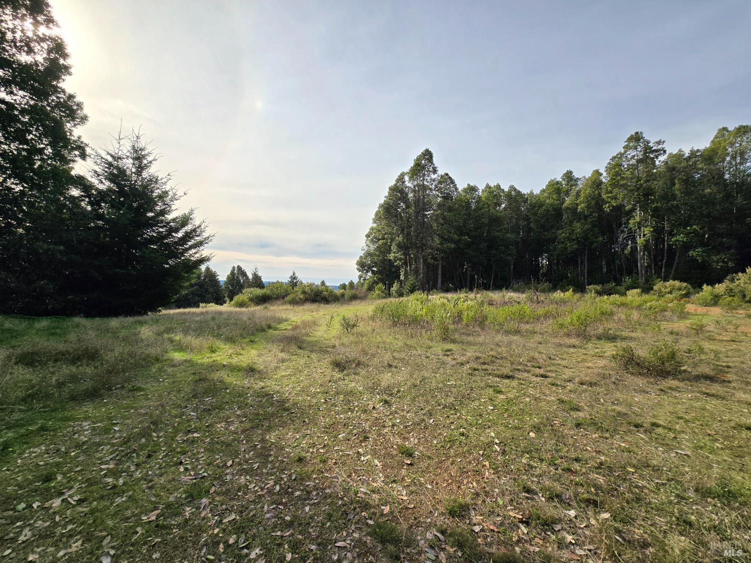 36955 Eureka Stagecoach Road Willits, CA 95490 - Photo 36 of 45 a backyard of a house with lots of green space