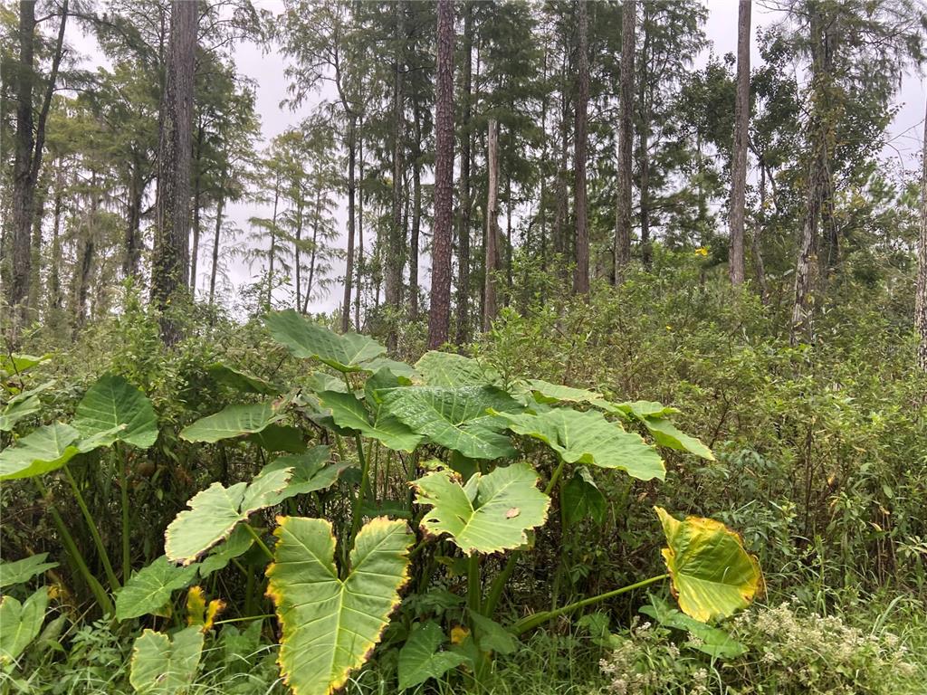 28173102040020 St Lk