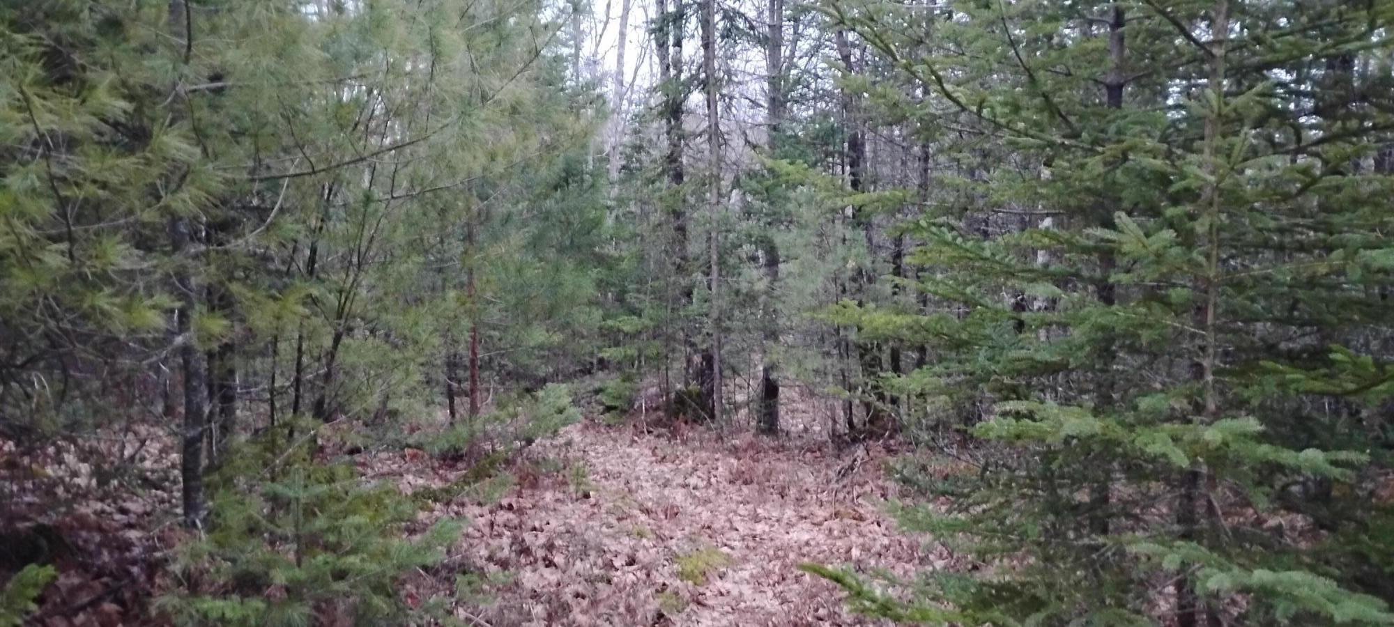162 Ayers Junction Road Pembroke, ME 04666 - Photo 5 of 31 1000002249