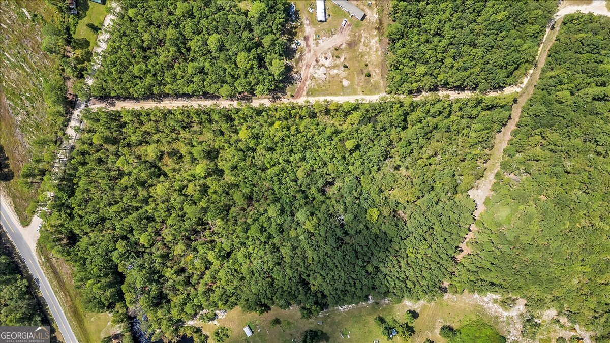 15.5-ac Elim Church Road Ludowici, GA 31316 - Photo 11 of 17 a close up of a plant