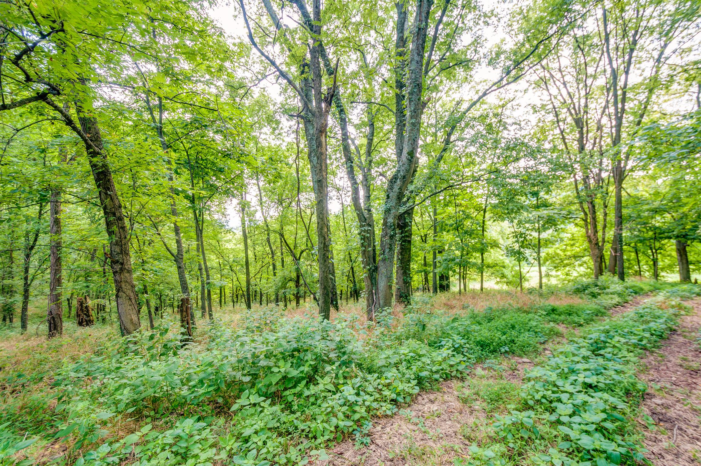 0 Pigg Schoolhouse Road Santa Fe, TN 38482 - Photo 11 of 30 Gallery Image 11