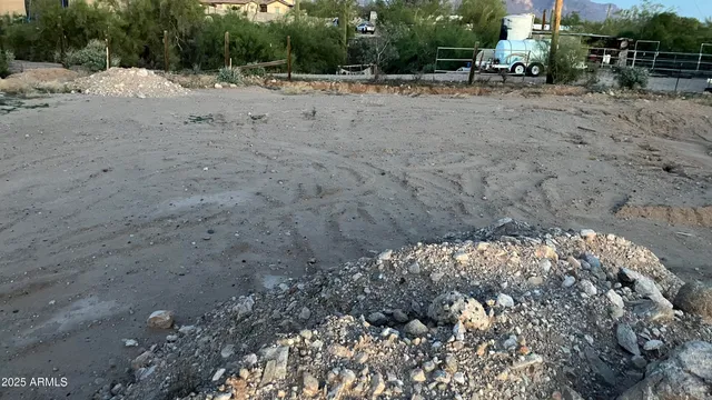 a view of a dry yard with plants and large trees