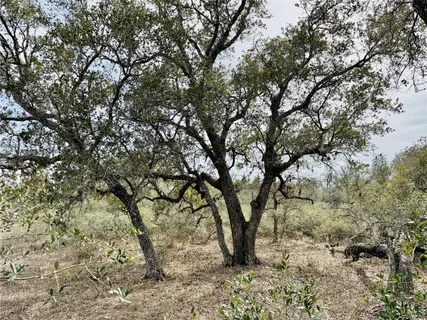 a view of tree