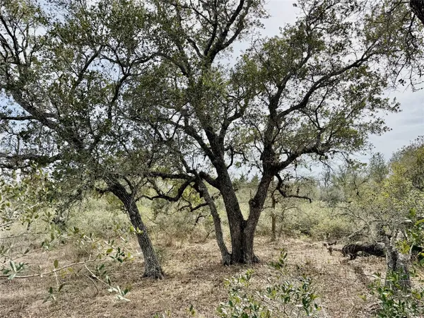 a view of tree