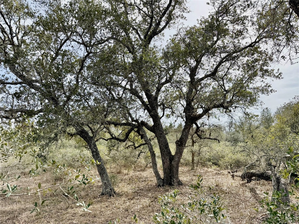 a view of tree