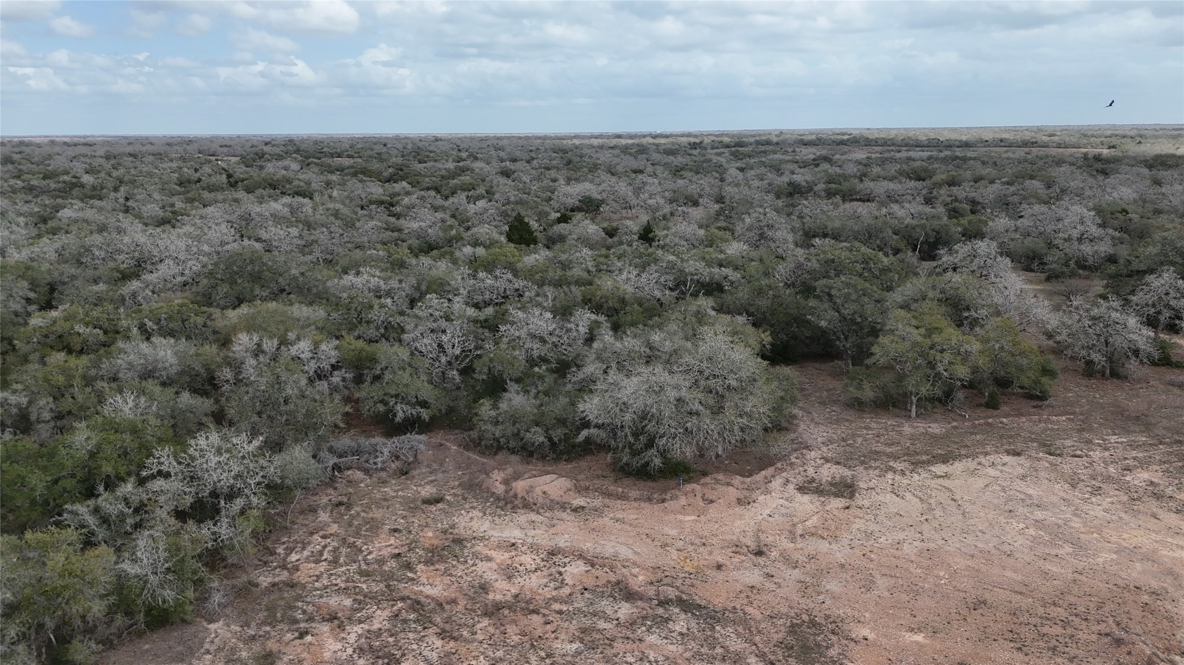 19.88-acres Friar Road Cuero, TX 77954 - Photo 13 of 19 a view of a dry yard with lots of trees
