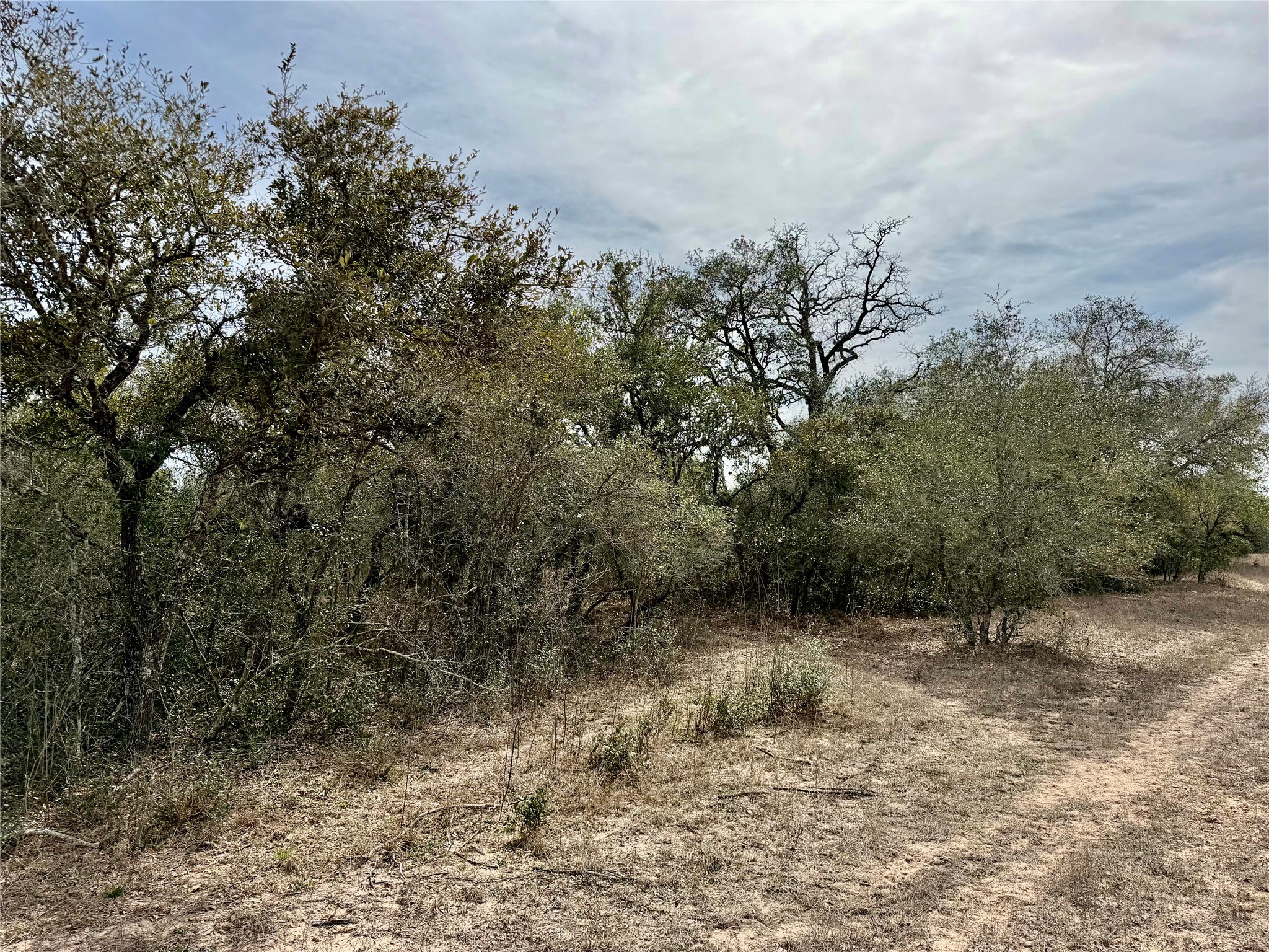 19.88-acres Friar Road Cuero, TX 77954 - Photo 2 of 19 a view of a forest with trees in the background